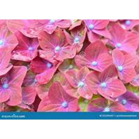 Picture of CLOSEUP DEEP RED 4848#
